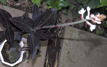 ホンコンシュスラン(Ludisia discolor)