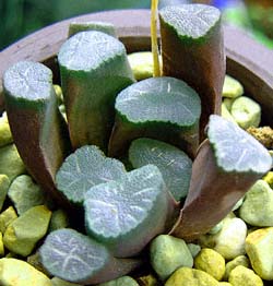 (Haworthia maughanii)