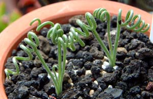 AuJEi}NGVX(Albuca namaquensis)