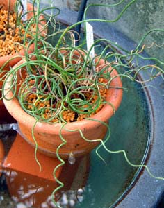 ラセンイ(Juncus decipiens var.spiralis)