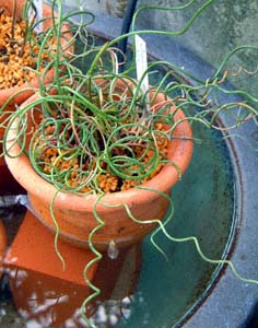 ZC(Juncus decipiens var.spiralis)