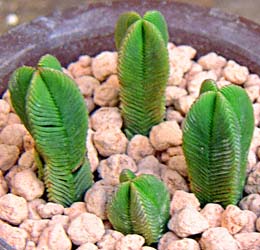 IIK^NgE(Crassula pyramidalis)