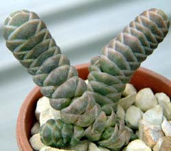 ^}coL(Crassula teres)