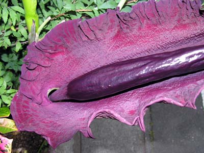 hNNX(Dracunculus vulgaris)