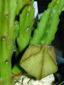 TCJN(Stapelia asterias)