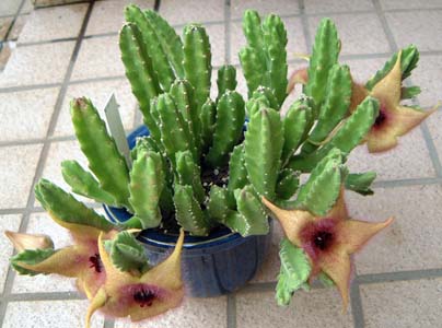 TCJN(Stapelia asterias)