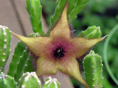 TCJN(Stapelia asterias)