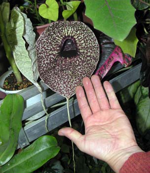 IIpCvJY(Aristolochia grandiflora)