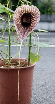 IIpCvJY(Aristolochia grandiflora)