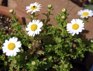 NTZ}EphTEm[X|[(Leucanthemum paludosum cv. 'North Pole')