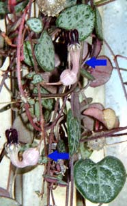 n[gJY(Ceropegia woodii)