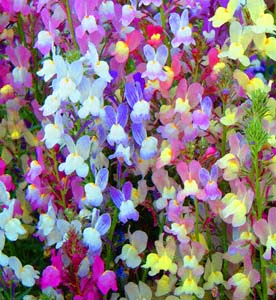 qLM\E(Linaria maroccana cvs.)