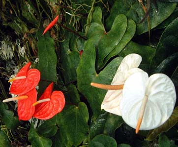 xjE`(Anthurium andreanum cvs.)