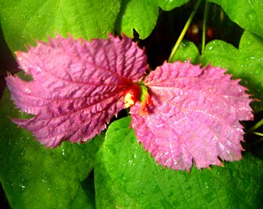 _JsA(Dalechampia dioscoreifolia)