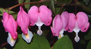 P}\E(Dicentra spectabilis)