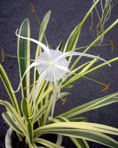 Hymenocallis caribaea var. variegata