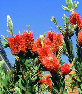 ni}L(Callistemon citrinus)