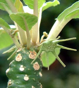 hXejAEtHGeB_(Dorstenia foetida)