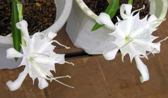 qmJXE[CjN(Pancratium zeylanicum)