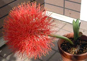 ZREnir(Haemanthus multiflorus)