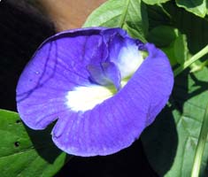 `E}(Clitoria ternatea)