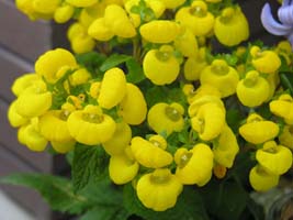 L`N\E(Calceolaria x herbeohybrida)