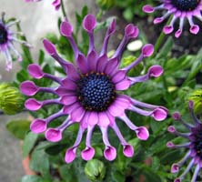 IXeIXy}EjW(Osteospermum cv. 'Ninja')