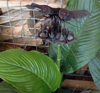 Noi^VC(Tacca chantrieri)