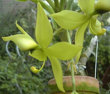 Cyc. ventricosum var. chrorochillon