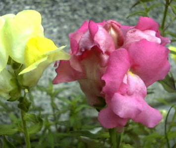 LM\E(Antirrhinum majus cvs.)