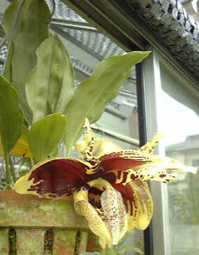 X^zyA(Stanhopea tigrina)