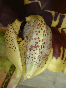 X^zyA(Stanhopea tigrina)