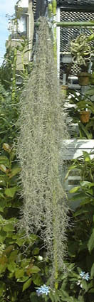 TIKZhL(Tillandsia usneoides)