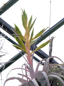 `hVAELZOtBJ(Tillandsia xerographica)