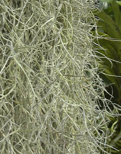 TIKZhL(Tillandsia usneoides)