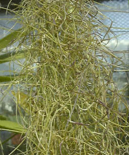 TIKZhL(Tillandsia usneoides)