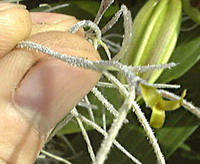 TIKZhL(Tillandsia usneoides)