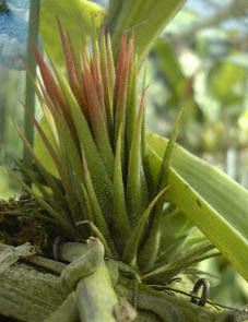 `hVAECIi^(Tillandsia ionanta)