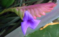 `hVAELAlA(Tillandsia cyanea)