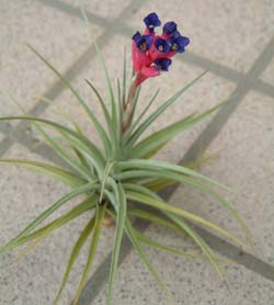 `hVAEAGgDX(Tillandsia aeranthos)