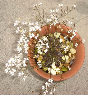 XeBfBEgK[vg(Stylidium caespitosum)