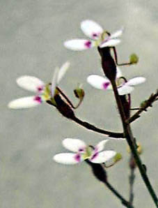 XeBfBEgK[vg(Stylidium caespitosum)