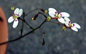 XeBfBEgK[vg(Stylidium caespitosum)