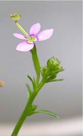 XeBfBEgK[vg(Stylidium debile)