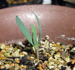 EGECb`A(zVOA<I>Welwitschia mirabilis</I>)