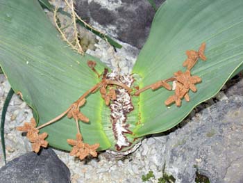 EGECb`A(zVOA<I>Welwitschia mirabilis</I>)