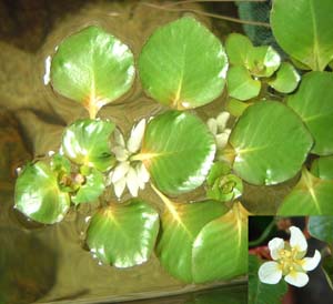 t[eBOEhEBWA(Ludwigia helminthorrhiza)