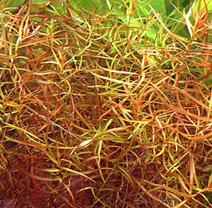 j[h[tEhEBWA(Ludwigia arcuataAAJoi)