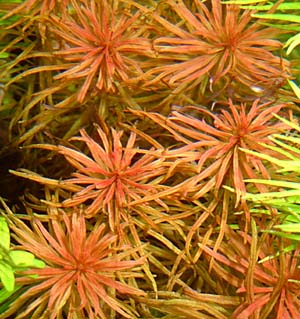 p^iEbhslCg(Ludwigia sp.AAJoi)