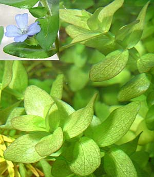 EH[^[EoRp(Bacopa caroliniana)S}mnOTȁAk